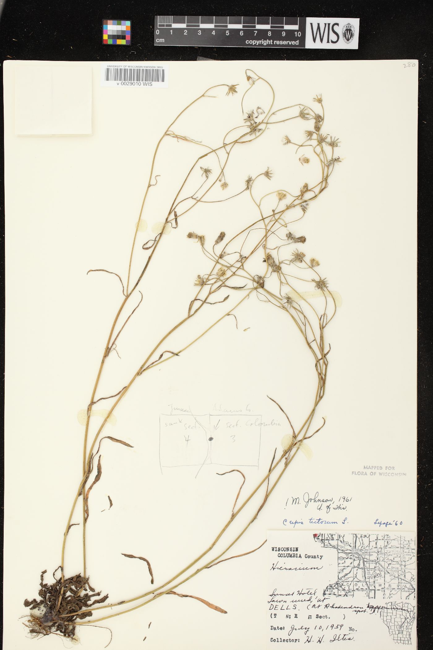 Crepis tectorum image