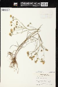 Crepis tectorum image