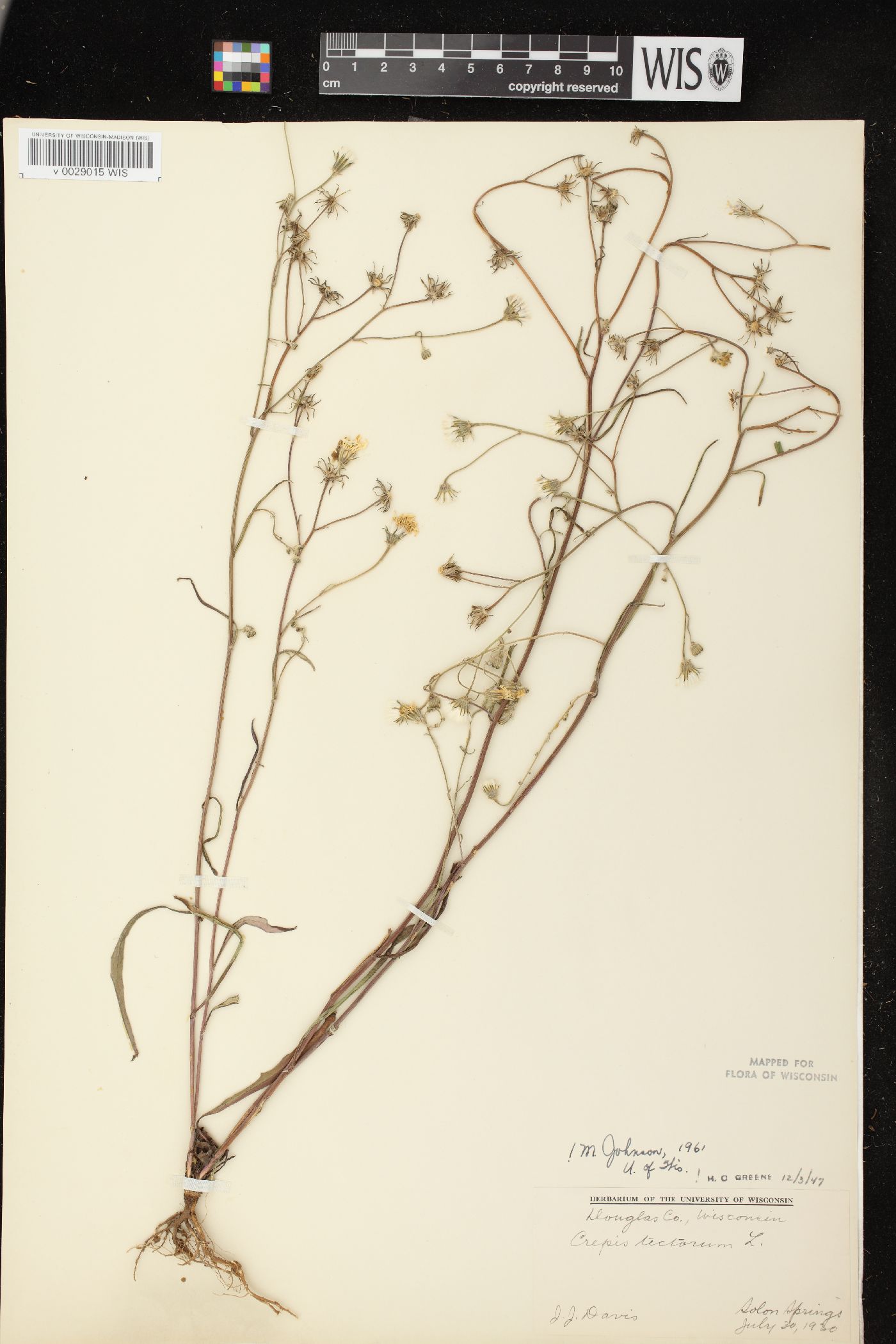 Crepis tectorum image