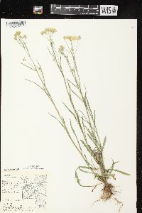 Crepis tectorum image