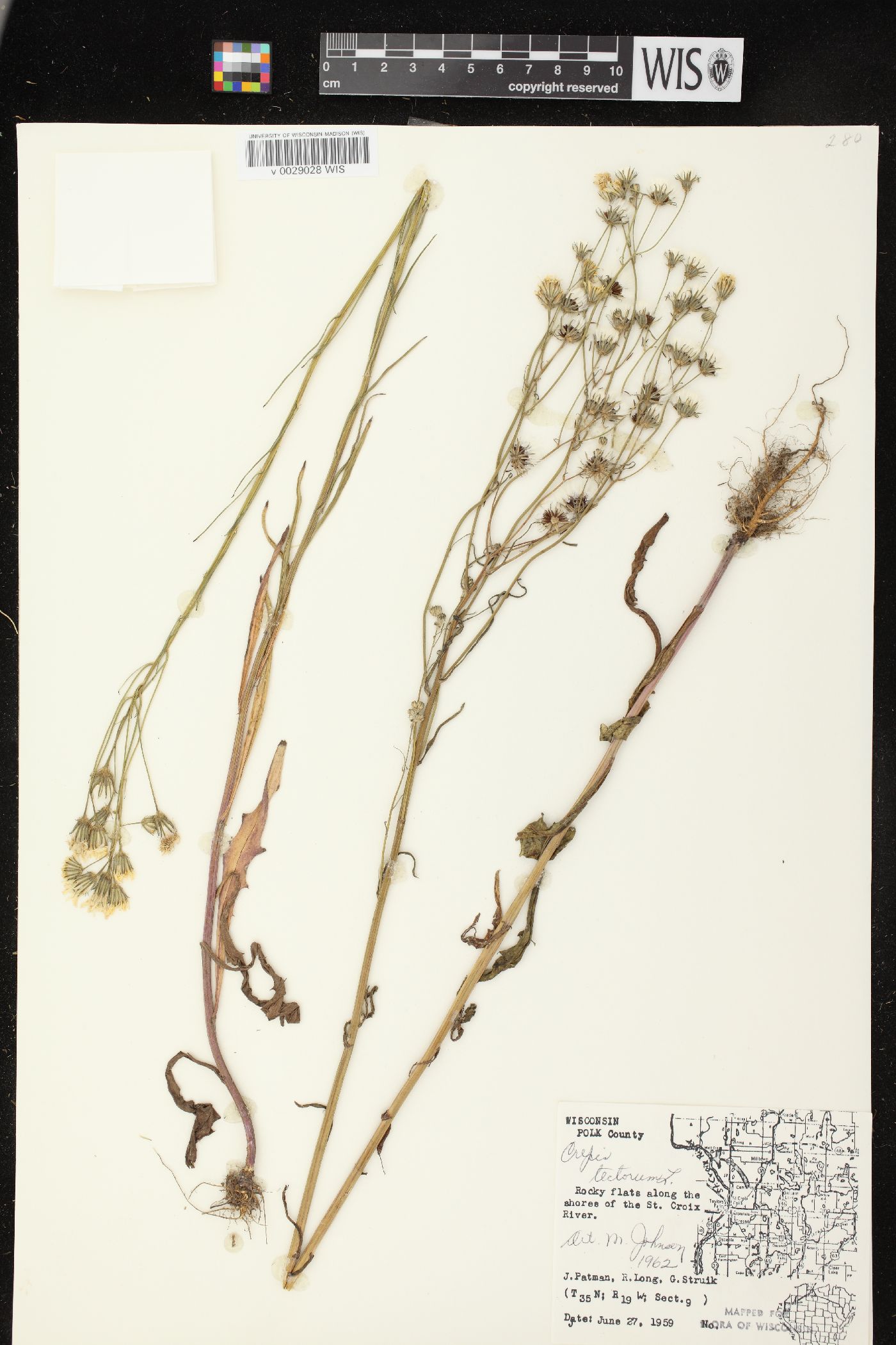 Crepis tectorum image