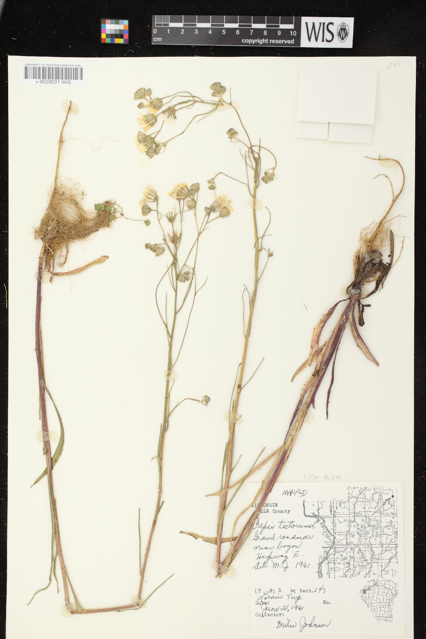Crepis tectorum image