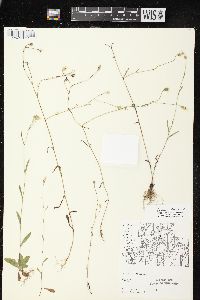 Crepis tectorum image