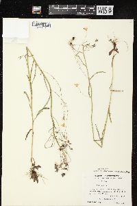 Crepis tectorum image