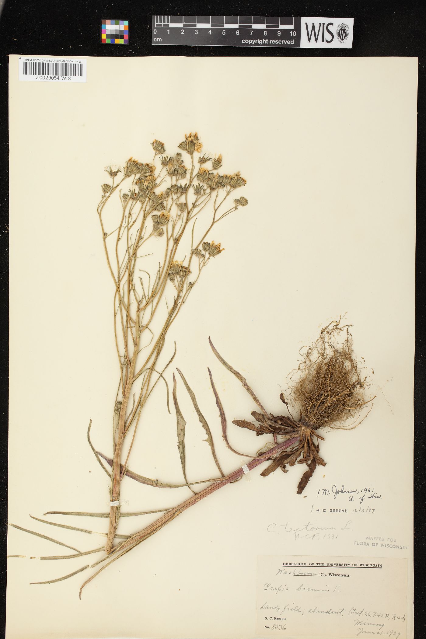 Crepis tectorum image