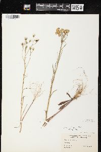 Crepis tectorum image