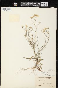 Crepis tectorum image