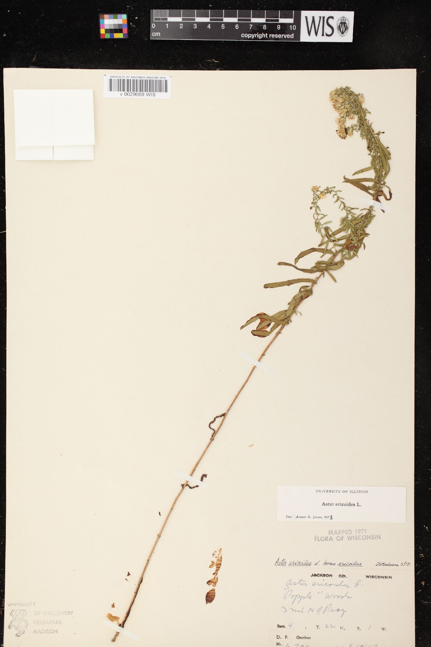 Symphyotrichum ericoides var. ericoides image