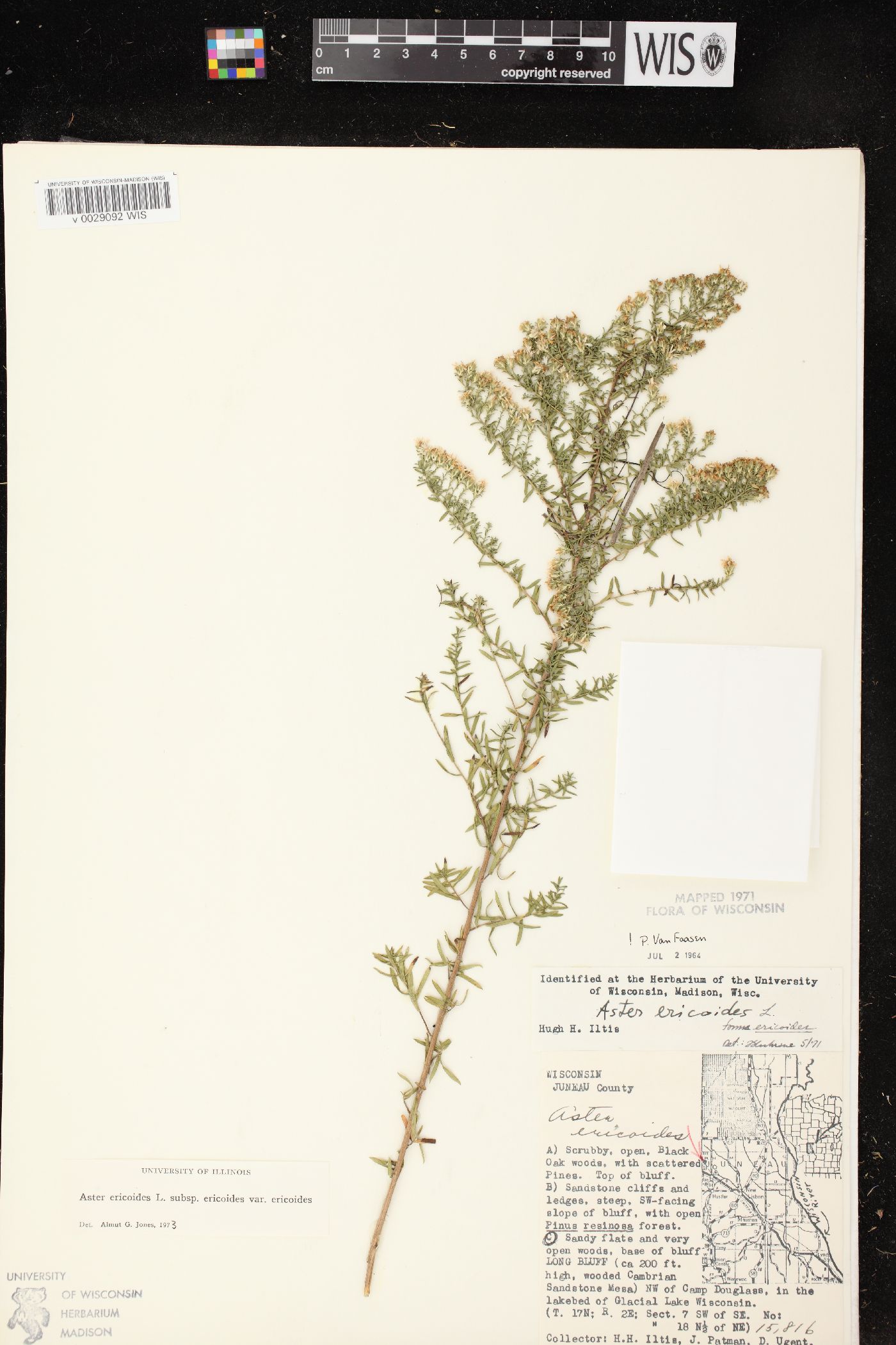 Symphyotrichum ericoides var. ericoides image