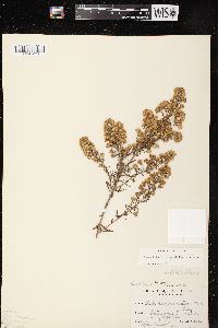 Symphyotrichum ericoides image