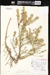 Symphyotrichum ericoides image