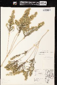 Symphyotrichum ericoides image