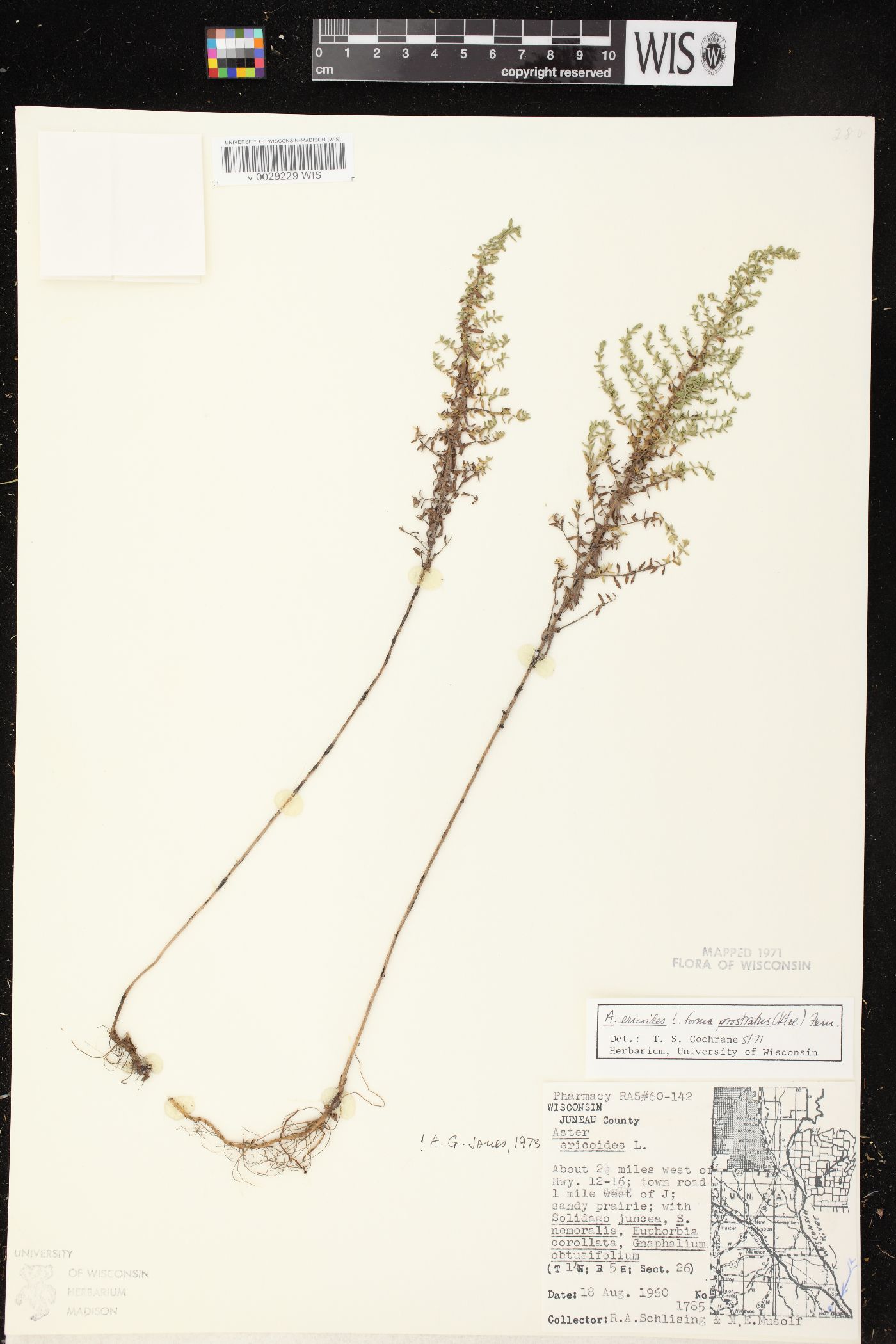 Symphyotrichum ericoides var. ericoides image