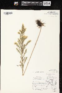 Symphyotrichum ericoides image