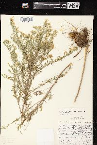 Symphyotrichum ericoides image