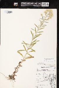 Pseudognaphalium obtusifolium subsp. obtusifolium image