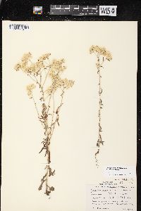 Pseudognaphalium obtusifolium subsp. obtusifolium image