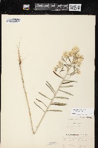 Pseudognaphalium obtusifolium subsp. obtusifolium image