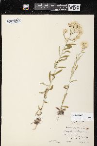 Pseudognaphalium obtusifolium subsp. obtusifolium image