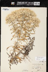 Pseudognaphalium obtusifolium subsp. obtusifolium image
