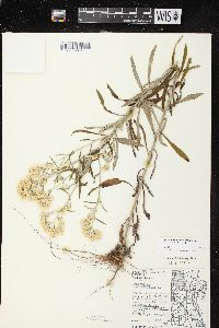 Pseudognaphalium obtusifolium subsp. obtusifolium image