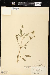 Bidens vulgata image