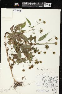 Bidens vulgata image