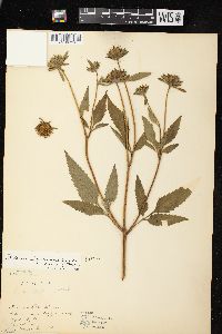 Bidens vulgata image