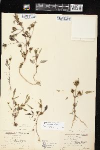 Bidens vulgata image