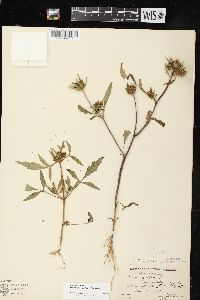 Bidens vulgata image