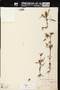 Bidens vulgata image