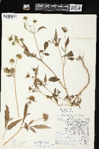 Bidens vulgata image