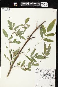 Bidens vulgata image