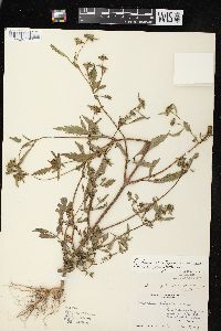 Bidens vulgata image