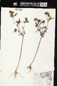 Bidens vulgata image