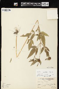 Bidens vulgata image