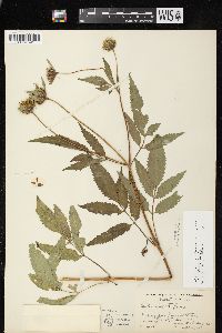 Bidens vulgata image