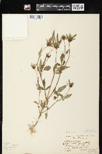 Bidens vulgata image