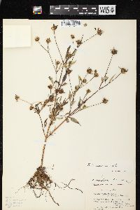 Bidens vulgata image