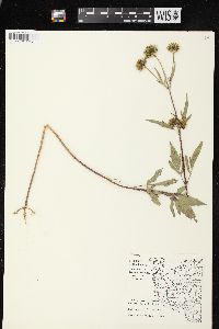 Bidens vulgata image