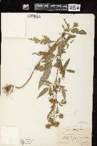 Bidens vulgata image