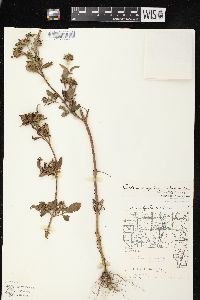 Bidens vulgata image