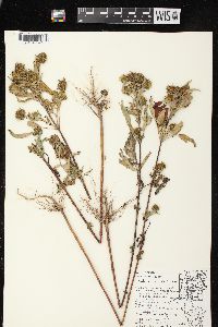 Bidens vulgata image