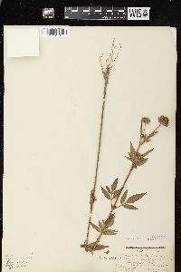 Bidens vulgata image