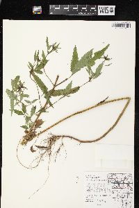 Bidens vulgata image