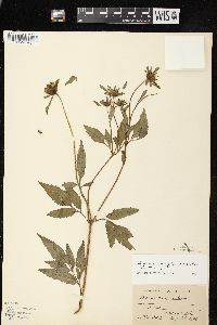 Bidens vulgata image