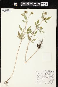 Bidens vulgata image