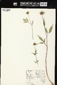 Bidens vulgata image