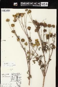 Bidens vulgata image