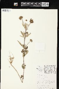 Bidens vulgata image